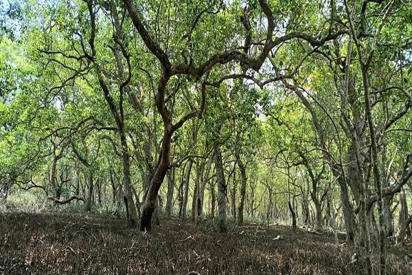 Jungle Bhitarkanika