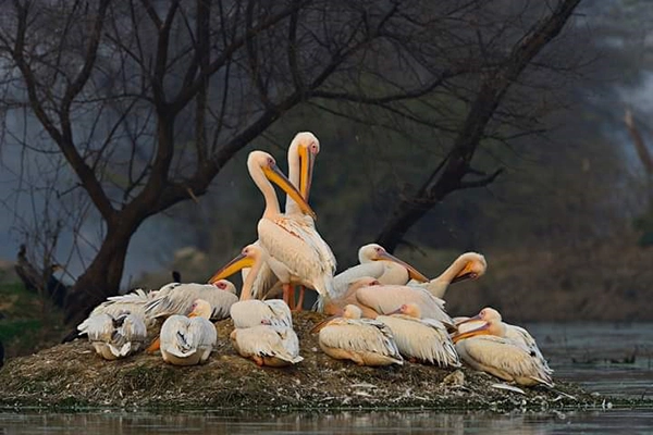 Wildlife