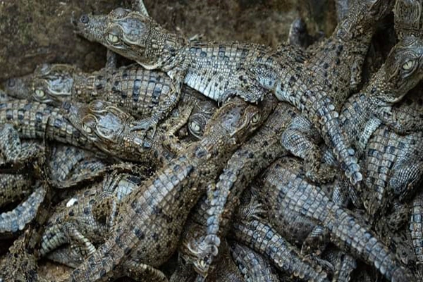 Crocodiles