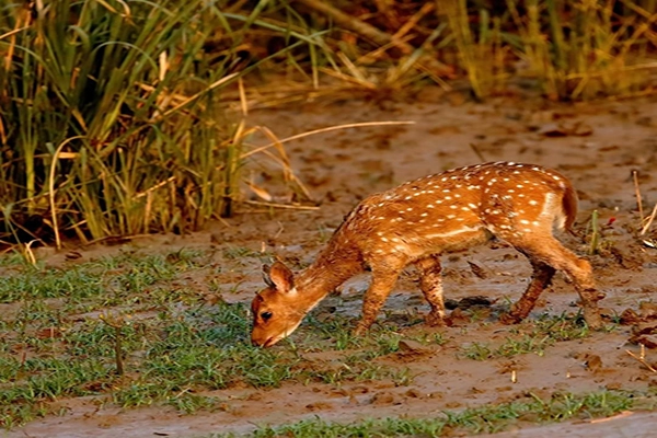 Deer