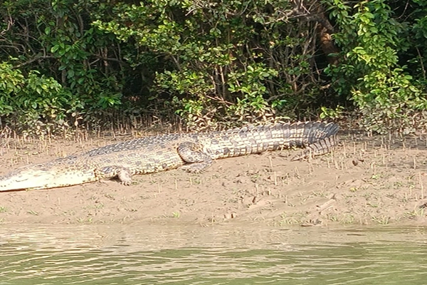 Salt Water Crocodile