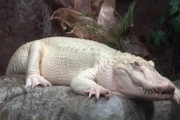 White Crocodile