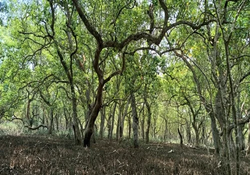 Jungle Bhitarkanika