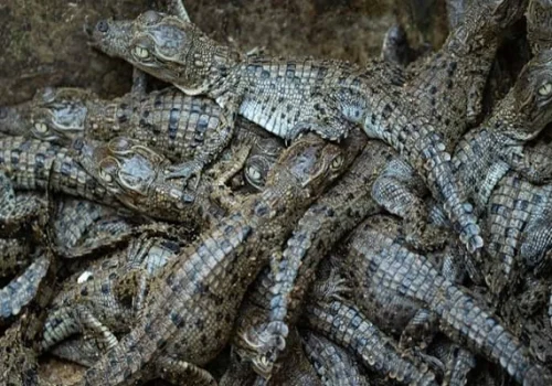 Crocodiles