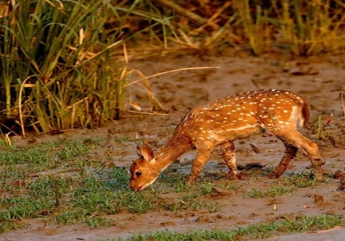 Deer