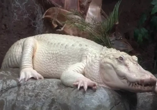 White Crocodile